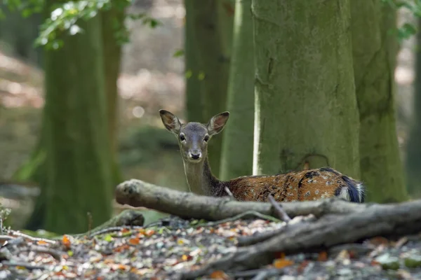 Young Fallow Deer Calves Cervus Dama Dama Dama Autumn Forest — Stockfoto