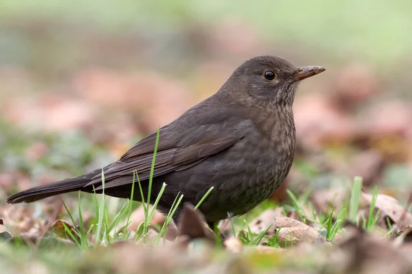 Pájaro Negro Hembra Turdus Merula Punto Volar Hierba Del Césped — Foto de Stock