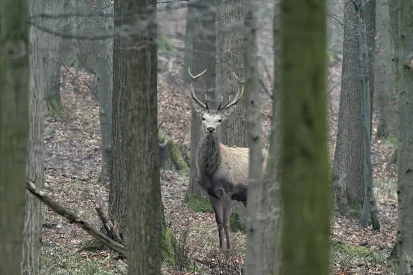 Artistieke Herfst Natuur Beeld Wildlife Landschap Met Nobele Rode Herten — Stockfoto