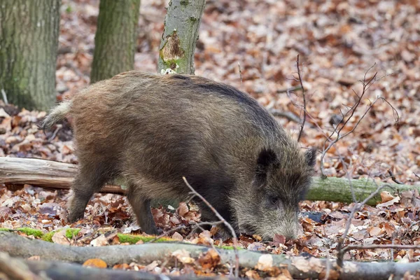 Alert Wild Boar Sus Scrofa Standing Fierceful Forest Autumntime View — Stock Photo, Image