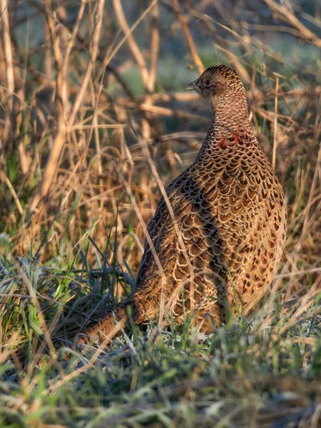 Bažant Phasianus Colchicus Bažantí Slepice Louce Podzim — Stock fotografie