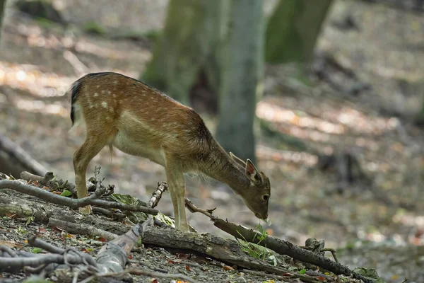 Young Fallow Deer Calves Cervus Dama Dama Dama Autumn Forest — Zdjęcie stockowe