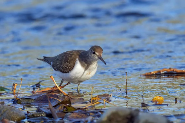 Közönséges Homokpiper Actitis Hypoleucos Actitis Nemhez Tartozó Scolopacidae Családba Tartozó — Stock Fotó