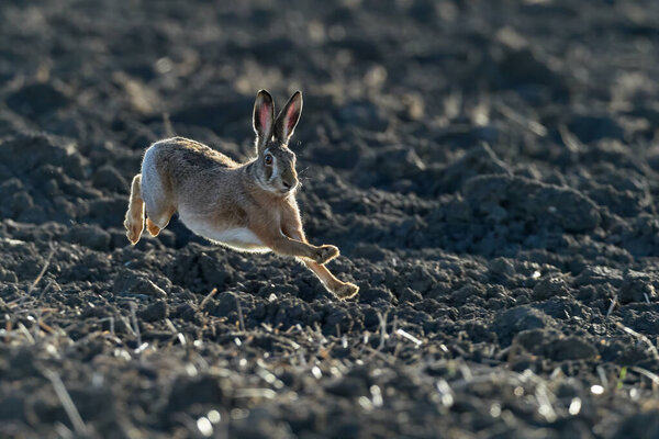 Brown European hare is running in the beautiful light on brown field, european wildlife, wild animal in the nature habitat, lepus europaeus
.