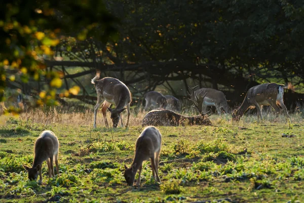 Fallow Deer Cervus Dama Dama Dama Green Meadow Autumn Large — Zdjęcie stockowe