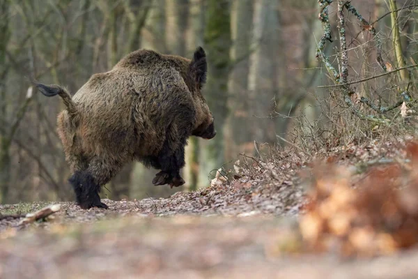 Aufmerksame Wildschweine Die Herbst Wild Auf Einem Waldstück Stehen Blick — Stockfoto