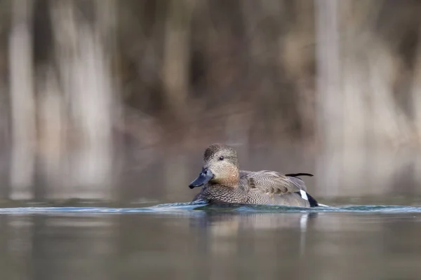 Gadwall Mareca Strepera Είναι Μια Κοινή Και Διαδεδομένη Πάπια Στην — Φωτογραφία Αρχείου