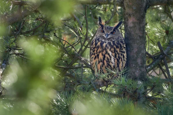 Žena Eurasijská Orlí Sova Bubo Bubo Portrét Lese Orlí Sova — Stock fotografie