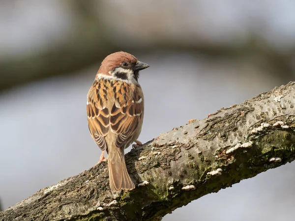 Eurasian Tree Sparrow Passer Montanus Beautiful Bird Isolated Sitting Branch — Stock Photo, Image