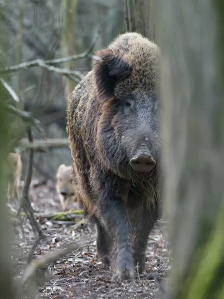Wildschweinfamilie Spaziert Frühling Wald Sus Scrofa Blick Auf Gefährliche Aggressive — Stockfoto
