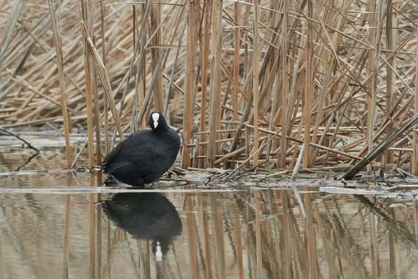 Siyah Yaban Ördeği Fulica Atra Sazlığın Önünde Suyun Üzerinde Doğadaki — Stok fotoğraf