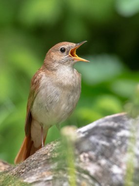 Erkek ortak bülbülü (Luscinia megarhynchos) bir dala oturur ve şarkı söyler. Çiçek açan dalların üzerinde oturan şarkı söyleyen kuş, güçlü bir ses, gece yarısı şarkıcısı, gizli bir hayat yaşıyor, kuşlu çiçek ağacı