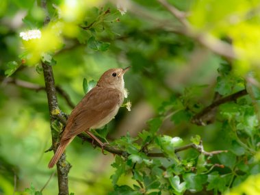 Erkek ortak bülbülü (Luscinia megarhynchos) bir dala oturur ve şarkı söyler. Çiçek açan dalların üzerinde oturan şarkı söyleyen kuş, güçlü bir ses, gece yarısı şarkıcısı, gizli bir hayat yaşıyor, kuşlu çiçek ağacı