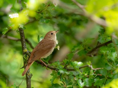 Male Common nightingale (Luscinia megarhynchos) sits on a branch and sings. Singing bird sitting on blossoming twigs, a powerful voice, night spring singer, lives a hidden life, flowery tree with bird clipart