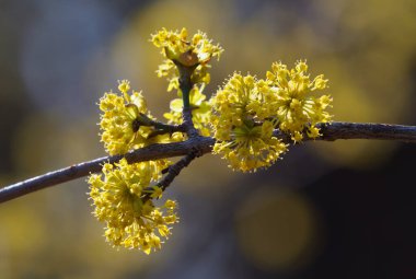 İlkbaharın başlarında Avrupa Korneli (Cornus mas) çiçeklerin olduğu dallar. Cornelian kirazı, Avrupa korneli ya da Cornelian kiraz ağacının yaprakları. Doğal yaşam alanında ilkbahar çiçekleri.