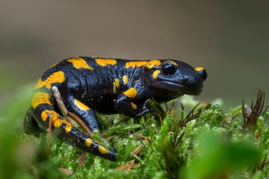 Muhteşem Ateş Semenderi, Salamandra semenderi, gri taşın üzerinde yeşil yosunlu amfibi tespit etti. Slovakya 'da yosun üzerine Macro portresi..