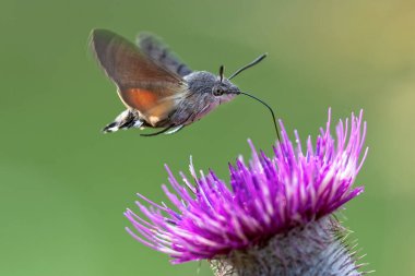 Bir sinekkuşu atmaca güvesi (Macroglossum stellatarum) yün devedikeni çiçeğinden nektar besler.