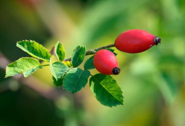 Rosa Canina, genel olarak köpek gülü olarak bilinir. Kırmızı meyve yüksek seviyede C vitamini ile ünlüdür ve çay ve marmelat yapımında kullanılır. Sonbahar meyveleri halk tedavisinde kullanılır. İlaç bitkileri.