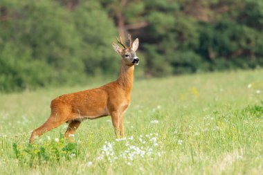 European western roe deer (Capreolus capreolus). Except for Central and Sound Europe lives mostly in Germany, France, United Kingdom (UK), Spain, Italy, Russia and Benelux countries. clipart