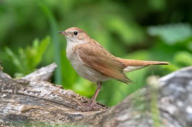 Male Common nightingale (Luscinia megarhynchos) sits on a branch and sings. Singing bird sitting on blossoming twigs, a powerful voice, night spring singer, lives a hidden life, flowery tree with bird clipart