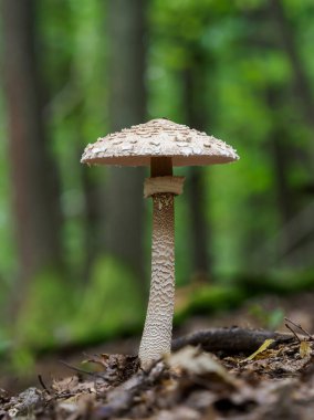 Şemsiye mantarı Macrolepiota procera ya da Lepiota procera, şemsiyeye benzeyen büyük ve belirgin meyveli bir mantardır..