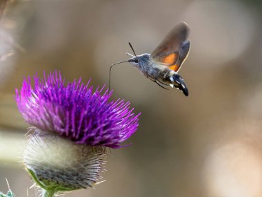Bir sinekkuşu atmaca güvesi (Macroglossum stellatarum) yün devedikeni çiçeğinden nektar besler.