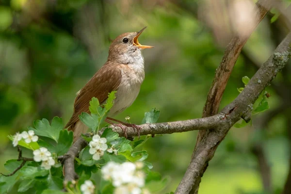 Male Common Nightingale Luscinia Megarhynchos Sienta Una Rama Canta Pájaro — Foto de Stock