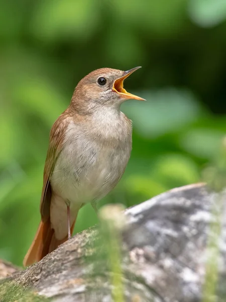 男性一般的なナイチンゲール Luscinia Megarhynchos は枝に座って歌います 鳥の花の小枝 強力な声 夜の春の歌手に座って歌う 隠された生活 鳥と花の木の生活 — ストック写真