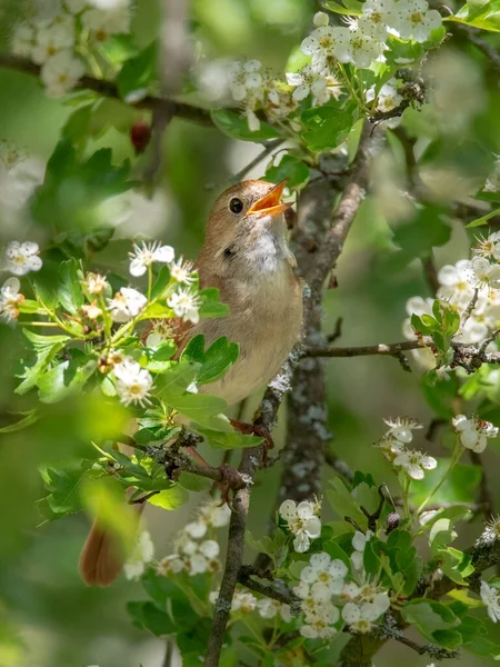 Male Common Nightingale Luscinia Megarhynchos Sits Branch Sings Singing Bird — Stock Photo, Image