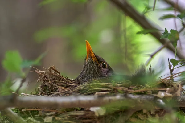 Vögel Nest Weibchen Auf Dem Nest Turdus Merula Amsel Schöner — Stockfoto