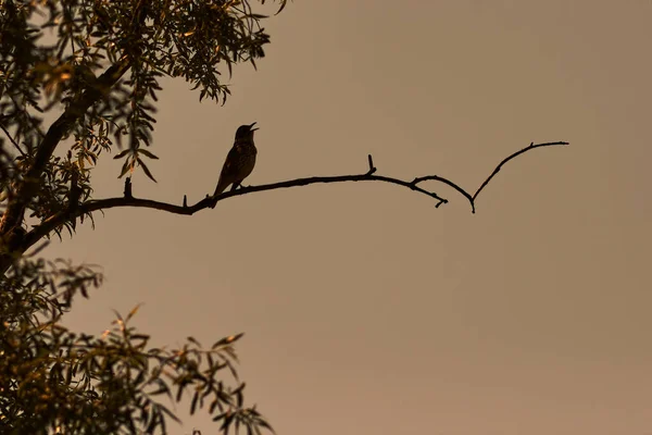 Turdus Philomelos Song Drozd Zpívající Pták Podsvíceném Koncertu Nejkrásnější Hlas — Stock fotografie