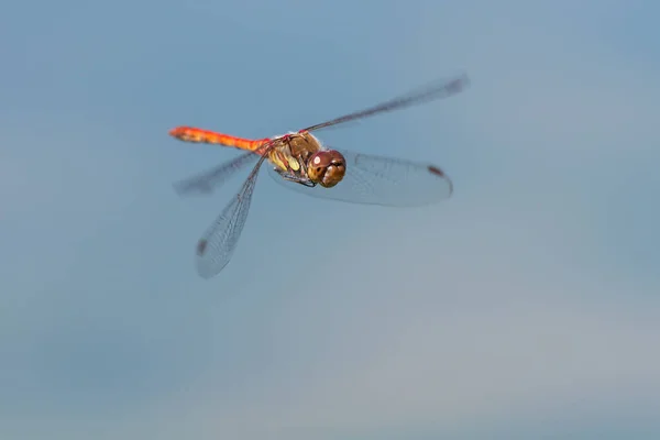 Darter Comum Masculino Sympetrum Striolatum Voo Libélula Darter Comum — Fotografia de Stock