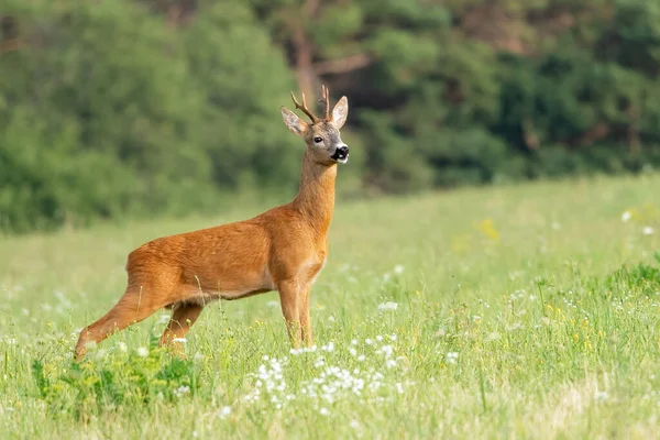 Chevreuil Europe Capreolus Capreolus Exception Europe Centrale Son Elle Vit — Photo