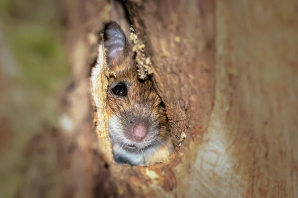 Wood mouse, Apodemus sylvaticus, The brown mouse is hidden in the cavity of a tree, nose, eye and small mouse ear, safe hiding, animals in nature habitat, Europe