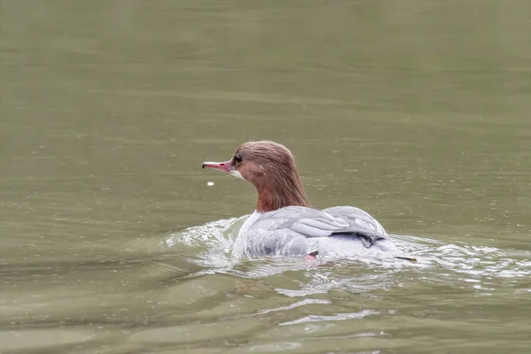 Den Gös Eurasiska Mergus Merganser Kvinnliga Fågelsimmar Sjön — Stockfoto