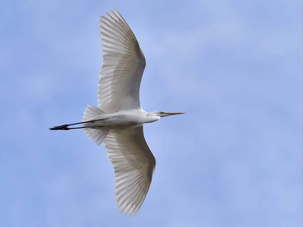 Grande Egret Voando Com Peixes Bico Ardea Alba Grande Egret Fotografia De Stock