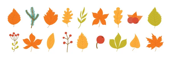 Feuilles d'automne, feuilles . — Image vectorielle