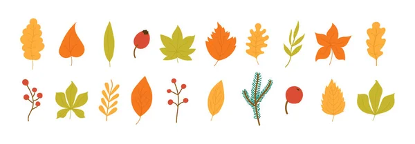 Feuilles d'automne, feuilles . — Image vectorielle