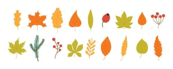 Feuilles d'automne, feuilles . — Image vectorielle