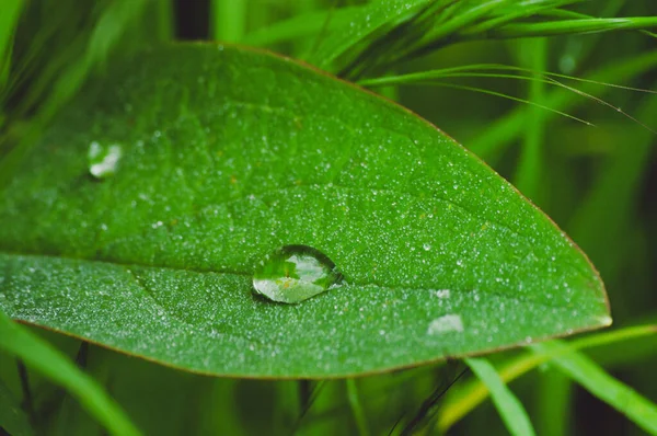 Tropfen Frisches Regenwasser Auf Grünem Pflanzenblatt — Stockfoto