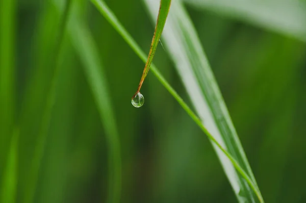 Droppe Regnvatten Ändarna Grönt Gräs Löv — Stockfoto