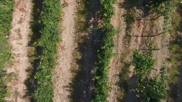 Vignobles caucasiens à Abrau-Dyurso, Russie. de la hauteur du vol des oiseaux 