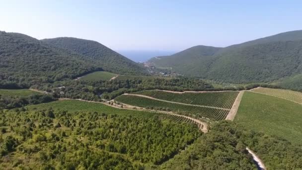 Kavkazské vinice v ruském Abrau-Dyurso. z výšky ptačího letu — Stock video