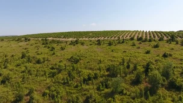 Кавказские виноградники в Абрау-Дюрсо, Россия. с высоты птичьего полета — стоковое видео