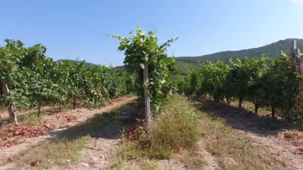 Kaukasische wijngaarden in Abrau-Dyurso, Rusland. vanaf de hoogte van de vogelvlucht — Stockvideo