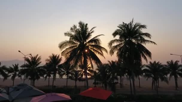 Magnifique coucher de soleil à travers les palmiers sur la côte — Video