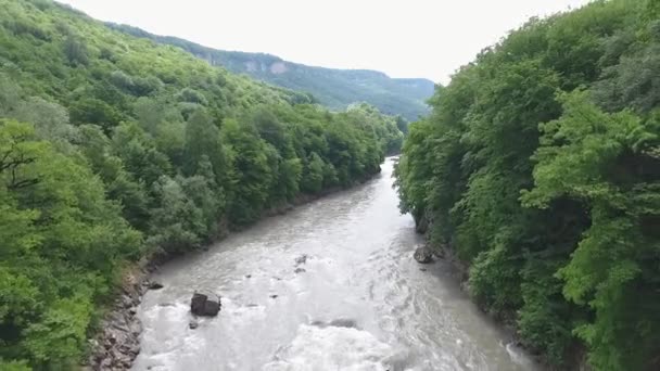 La rivière dans la gorge dans les montagnes du Caucase, parmi les arbres denses — Video