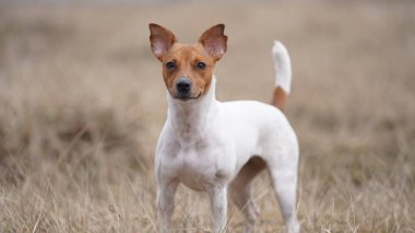 Köpek yavrusu Jack Russell çayırda yürüyor.
