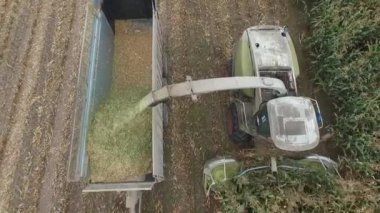 Bryansk bölgesinde özel tarım makineleri hasat ediliyor