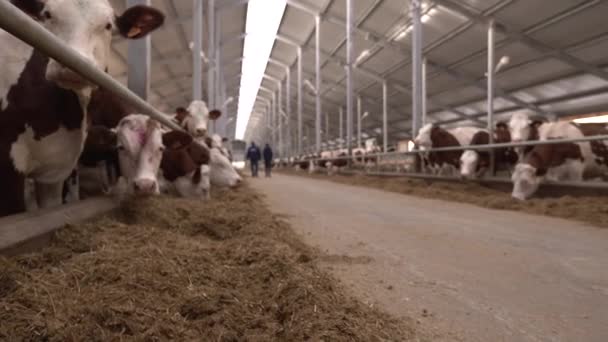Two farmers moved in large indoor barn — Stock Video